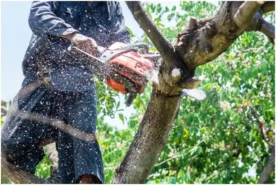 tree services Rockland